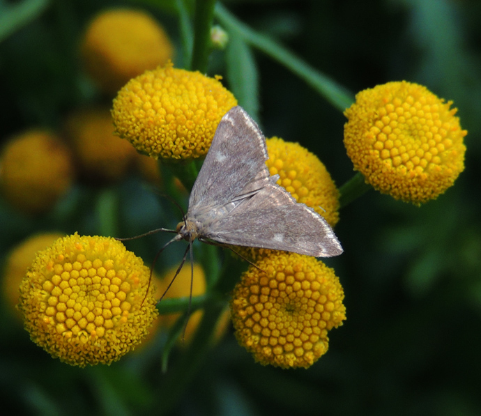 Loxostege sticticalis Crambidae